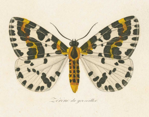 Natures Butterfly IV by Wild Apple Portfolio (24 x 18)