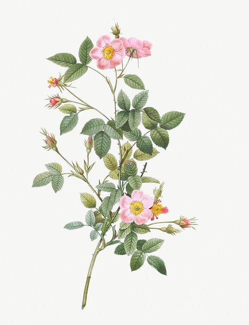 Pale Pink Pompon Rose, Rosa pomponia flore subsimplici by Pierre Joseph Redoute (18 x 24)