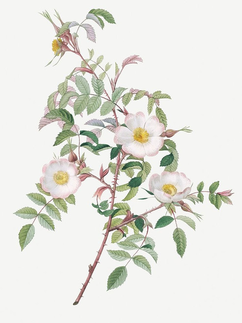 Rosa reductea glauca, Reddish Rosebush by Pierre Joseph Redoute (18 x 24)