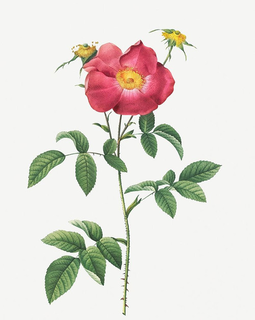Stapelia French rose variety, Rosa gallica stapelice flora by Pierre Joseph Redoute (18 x 24)