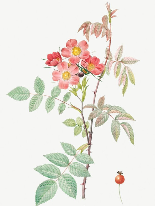 Redleaf Rose, Rosebush with Reddish Leaves, Rosa rubrifolia by Pierre Joseph Redoute (18 x 24)