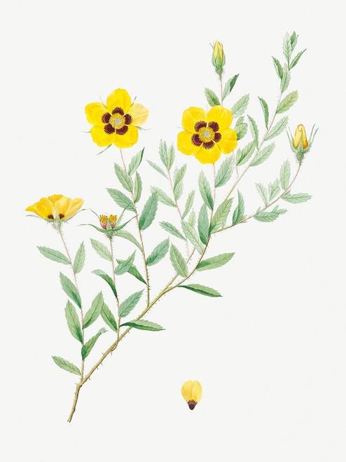 Rosa persica, Rose Leaved Rosebush, Rosa berberifolia by Pierre Joseph Redoute (18 x 24)