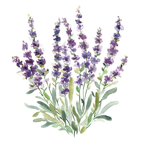 Lavender Botanical II by Carol Robinson (12 x 12)