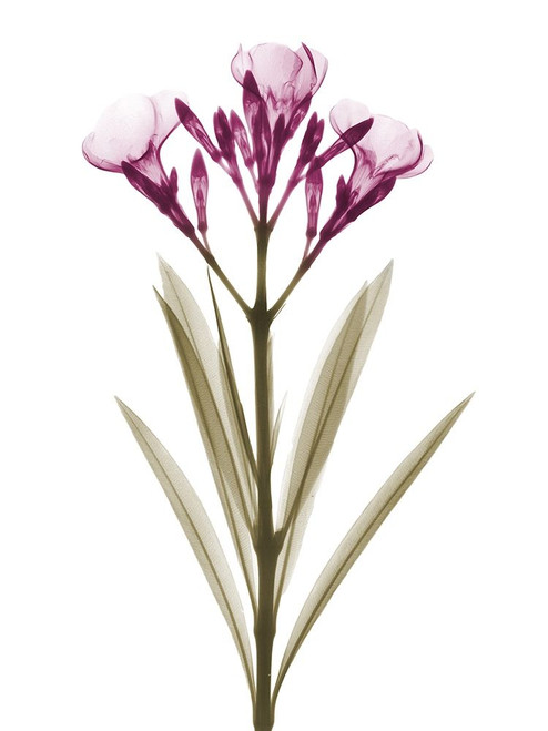 Delightful Oleander A57 by Albert Koetsier (18 x 24)