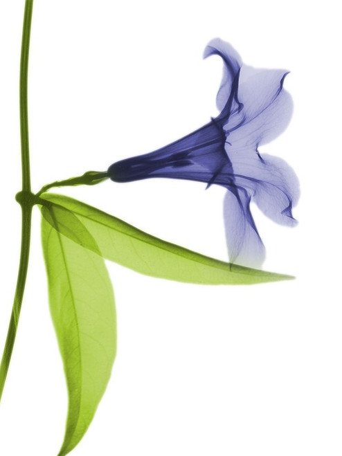 Rowdy Hanging Tulip by Albert Koetsier (18 x 24)