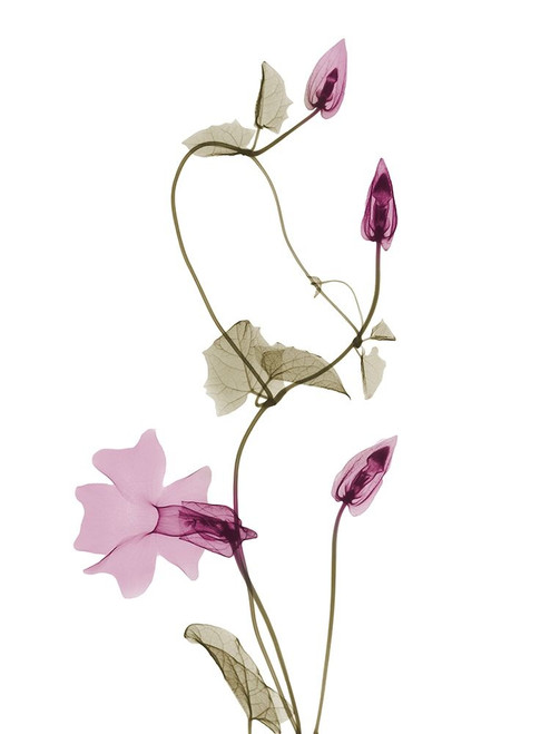 Spring Disticta L132 by Albert Koetsier (18 x 24)