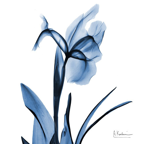 Indigo Iris by Albert Koetsier (24 x 24)