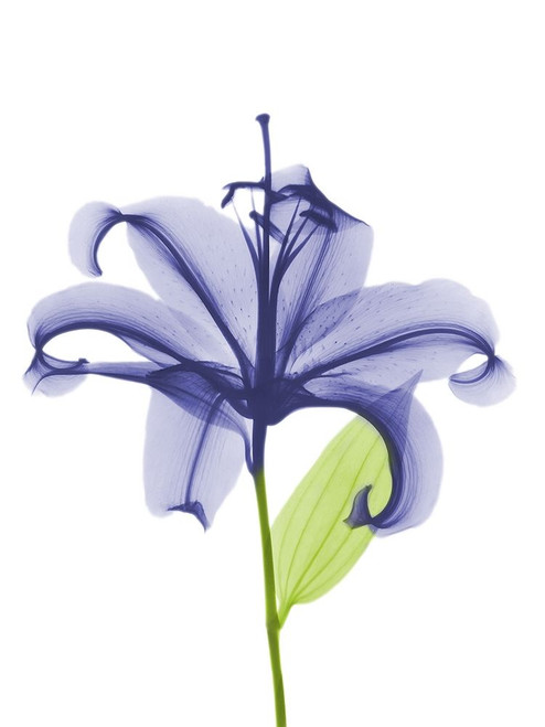 Rowdy Opening Beauty by Albert Koetsier (18 x 24)