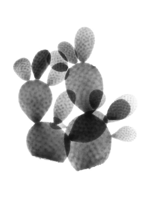 Cactus Bunch by Albert Koetsier (18 x 24)