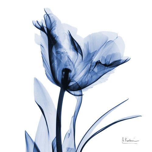 Indigo Softened Tulip by Albert Koetsier (24 x 24)