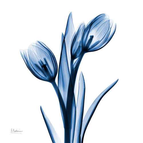 Indigo Loved Tulips by Albert Koetsier (24 x 24)