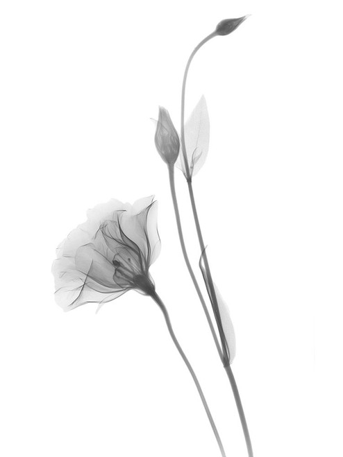 Gentian by Albert Koetsier (18 x 24)