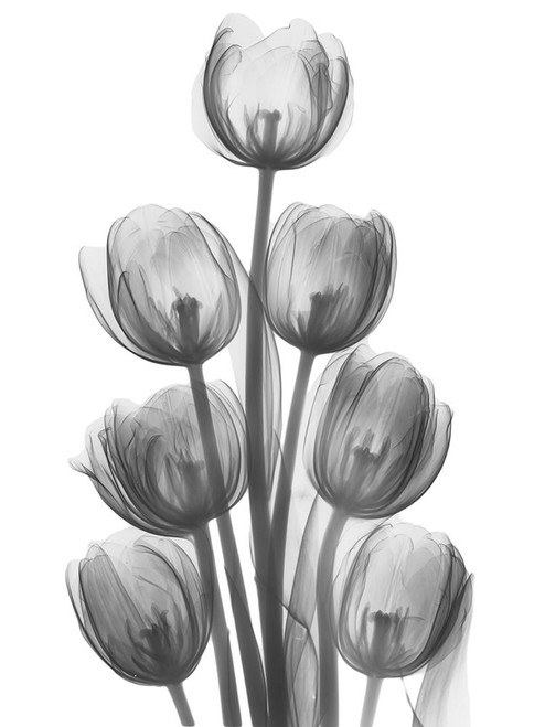 Tulips H26 by Albert Koetsier (18 x 24)