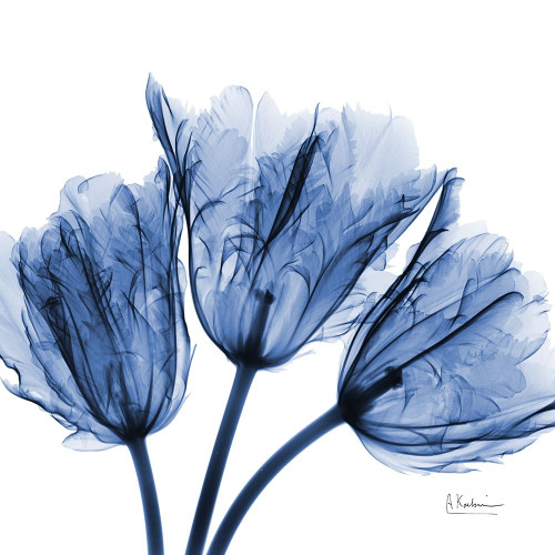 Indigo Stunning Tulips by Albert Koetsier (24 x 24)