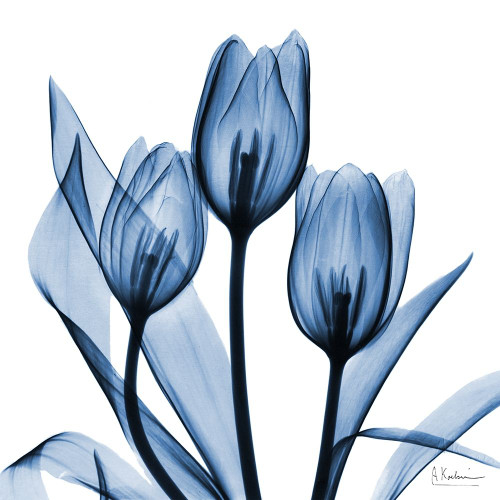 Indigo Tulips by Albert Koetsier (24 x 24)