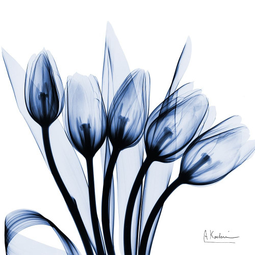 Marvelous Indigo Tulips by Albert Koetsier (24 x 24)