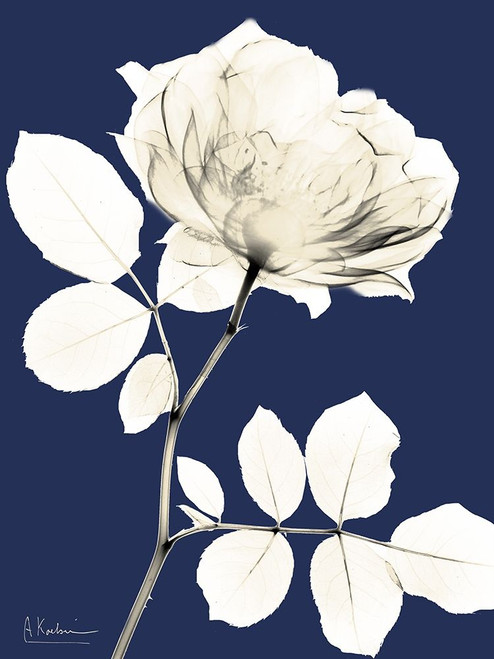 Rose Cool Dynasty 1 by Albert Koetsier (18 x 24)