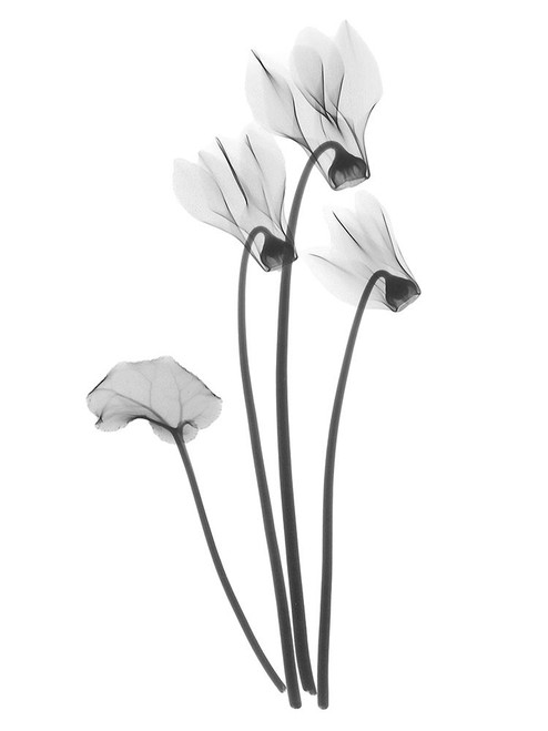 Cyclamen by Albert Koetsier (18 x 24)