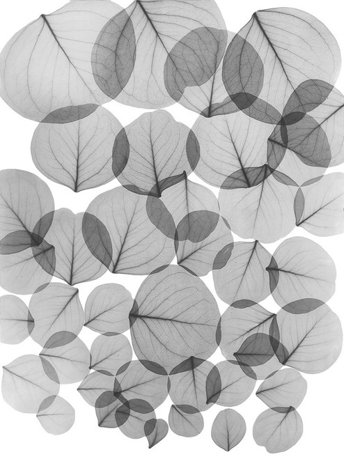 Baybean Leaves by Albert Koetsier (18 x 24)