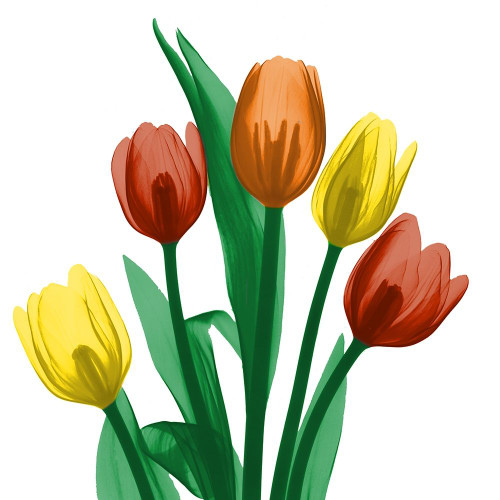 Jewel Embellished Tulips 1 by Albert Koetsier (12 x 12)