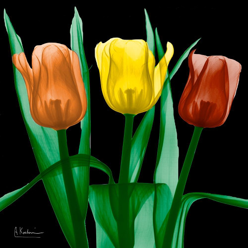 Jewel Embellished Tulips 4 by Albert Koetsier (12 x 12)