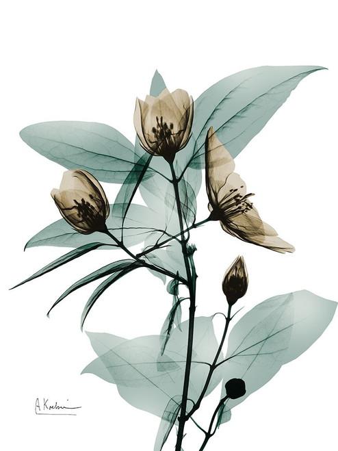 Sandy Growth 1 by Albert Koetsier (18 x 24)