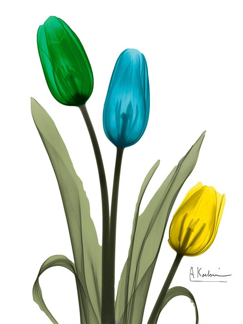 Jeweled Tulip Trio 1 by Albert Koetsier (18 x 24)