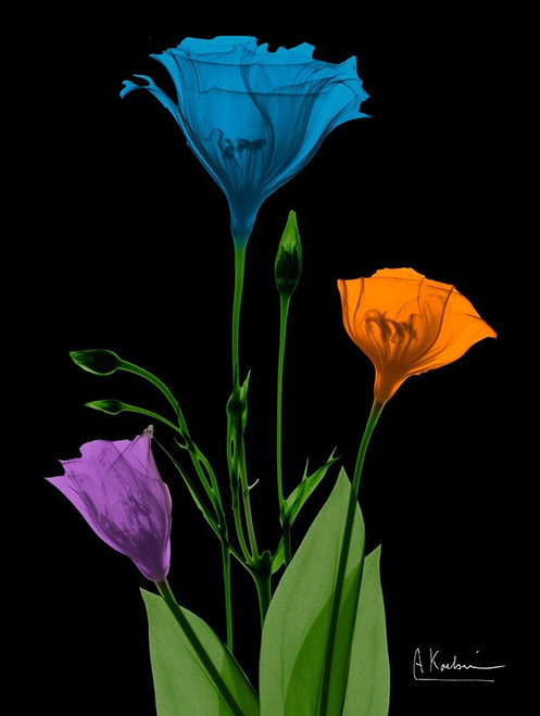 Jewel Gentian Buddies 4 by Albert Koetsier (18 x 24)