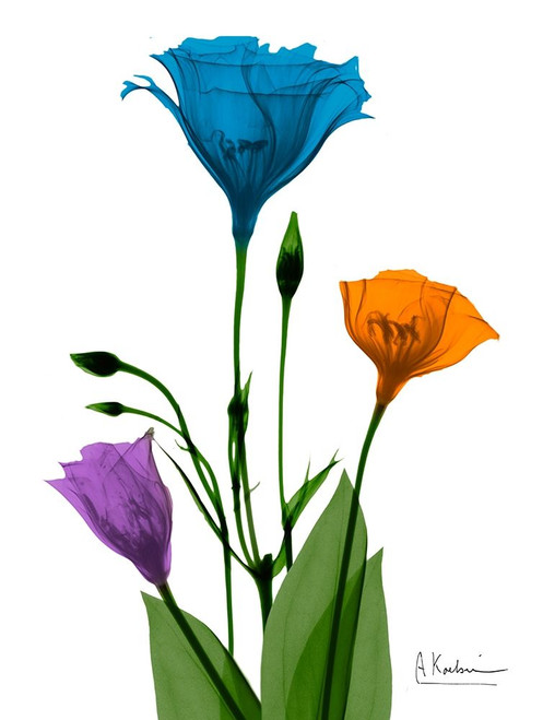 Jewel Gentian Buddies 2 by Albert Koetsier (18 x 24)