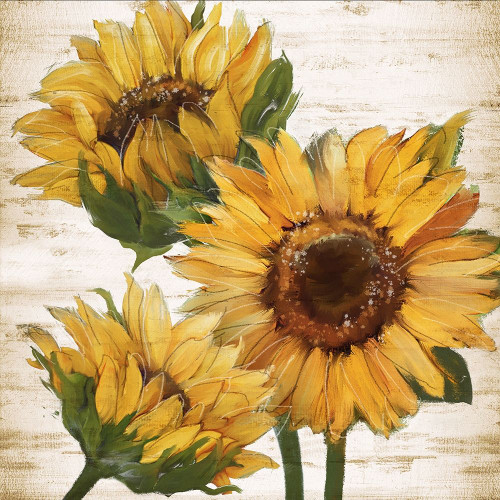 Sunflower Summer I by Conrad Knutsen (24 x 24)