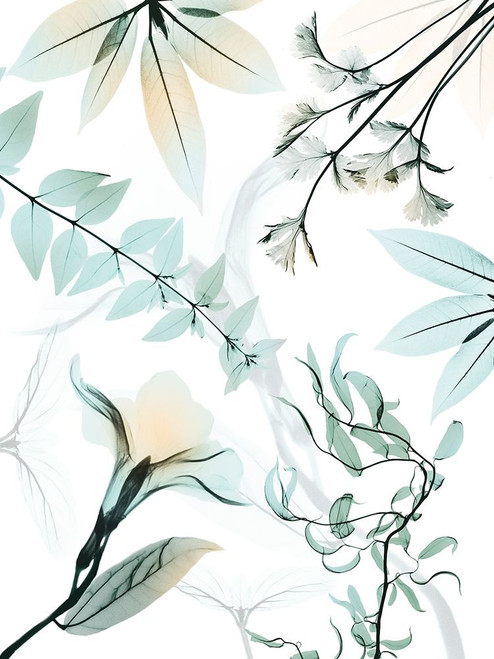 Reaching Beauty 1 by Albert Koetsier (18 x 24)