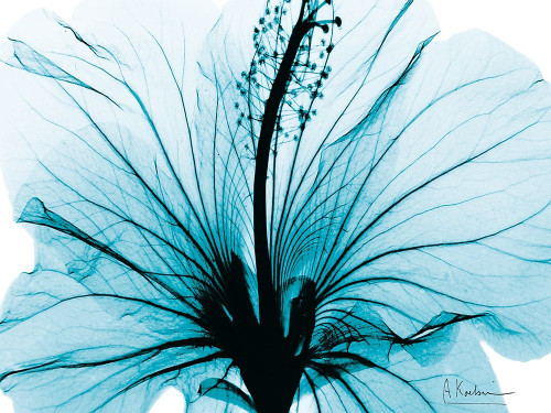 Aqua Hibiscus by Albert Koetsier (24 x 18)