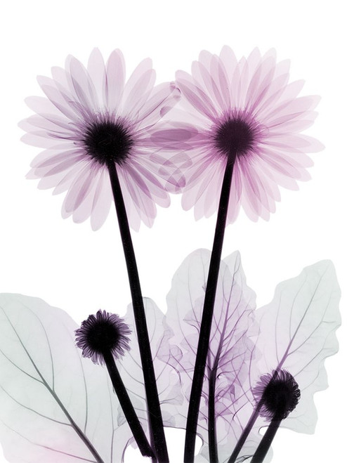 Gerbera-B23-Color by Albert Koetsier (18 x 24)