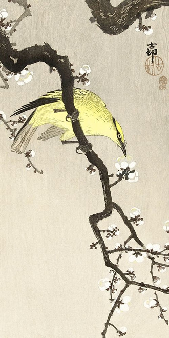 Chinese oriole on plum blossom branch by Ohara Koson (12 x 24) Chinese oriole on plum blossom branch by Ohara Koson (12 x 24)