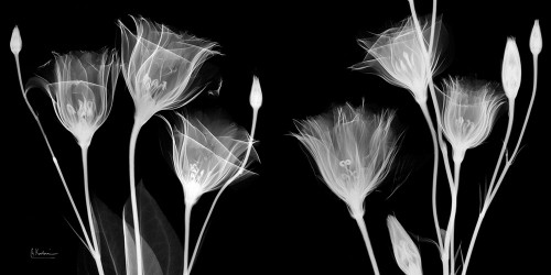 BW Gentian by Albert Koetsier (24 x 12)