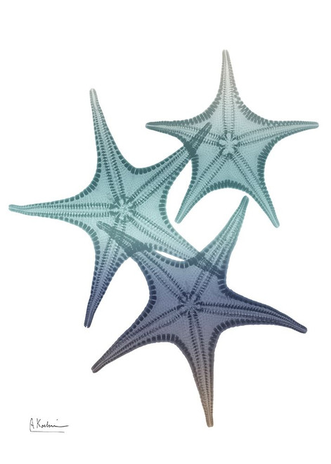 Starfish Ombre 2 by Albert Koetsier (18 x 24)
