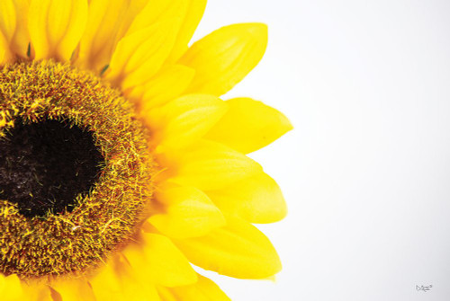 Sunflower Close-up by Donnie Quillen (24 x 18)