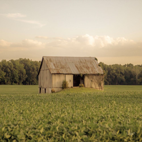 Rural Barn by Donnie Quillen (12 x 12)