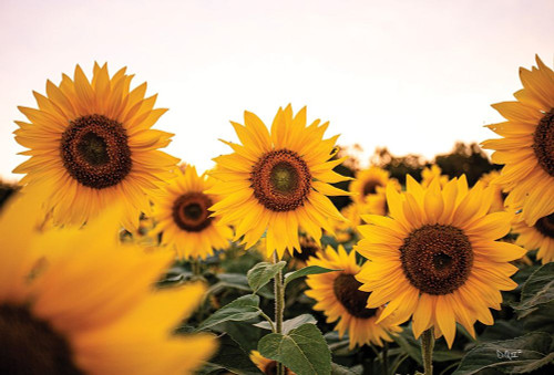Sunflower Field by Donnie Quillen (24 x 18)