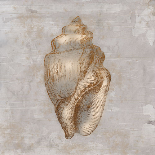 Aged Sea Shells 1 by Marcus Prime (24 x 24)
