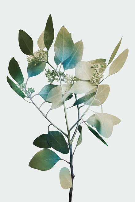 Blonde Eucalyptus 1 by Marcus Prime (18 x 24)