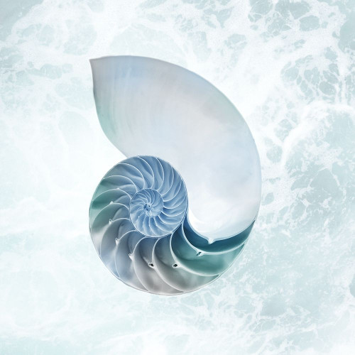 Seaside Infused Shell 4 by Marcus Prime (12 x 12)