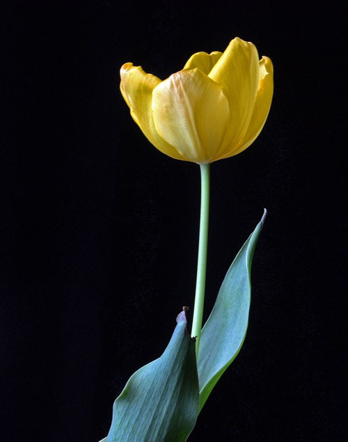 Single Tulip by Tammy Putman (18 x 24)