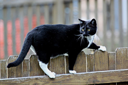 Jinx II by Tammy Putman (24 x 18)