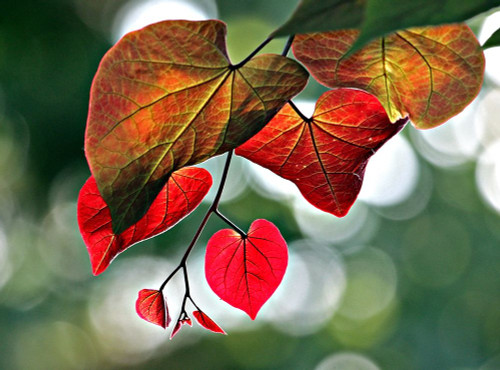 Red by Tammy Putman (24 x 18)