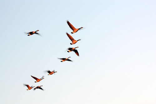 Flock by Tammy Putman (24 x 18)