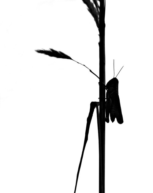 Grasshopper by Tammy Putman (18 x 24)