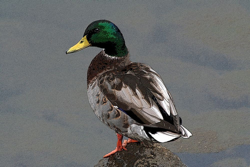 Mallard by Tammy Putman (24 x 15)