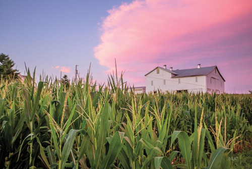 Corn Crop by Donnie Quillen (24 x 18)