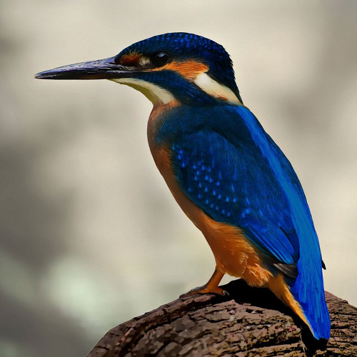 Perching Fellow by Marcus Prime (24 x 24)